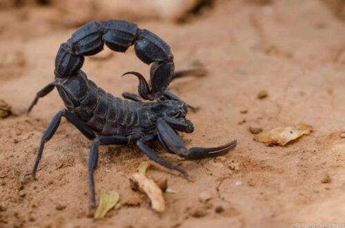 Buy Androctonus Crassicauda Venom Scorpion 1 1