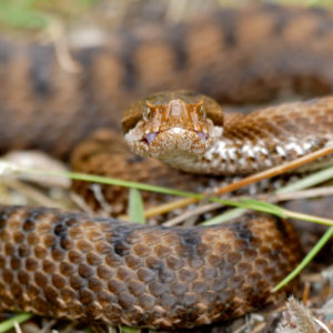 Buy Vipera Aspis Venom Online