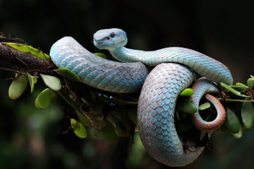 blue viper snake closeup face head viper snake blue insularis scaled