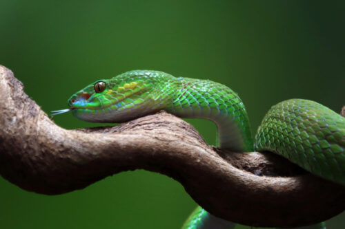 green albolaris snake side view animal closeup green viper snake closeup head scaled