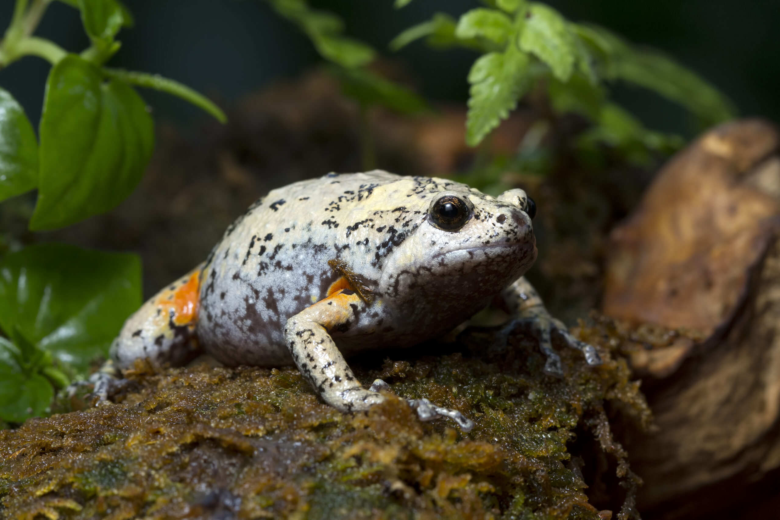 kaloula baleata toad closeup moss animal closeup indonesian toad scaled