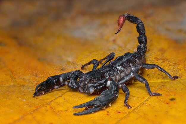 scorpion