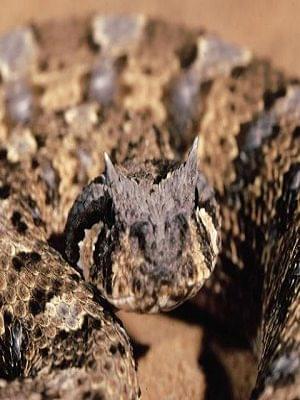 Bitis Arietans (Puff Adder)