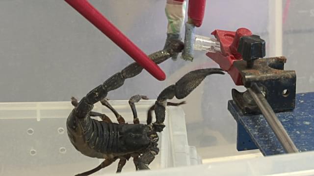 Buy Scorpion Venom for Sale Online