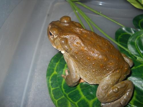 Buy Bufo Bufo Venom Online