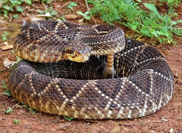 Crotalus Durissus