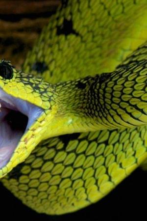 Dendroaspis Angusticeps