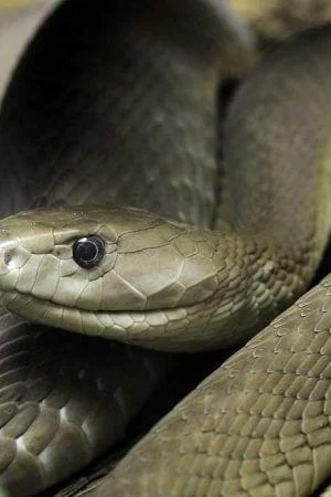 Dendroaspis Polylepis