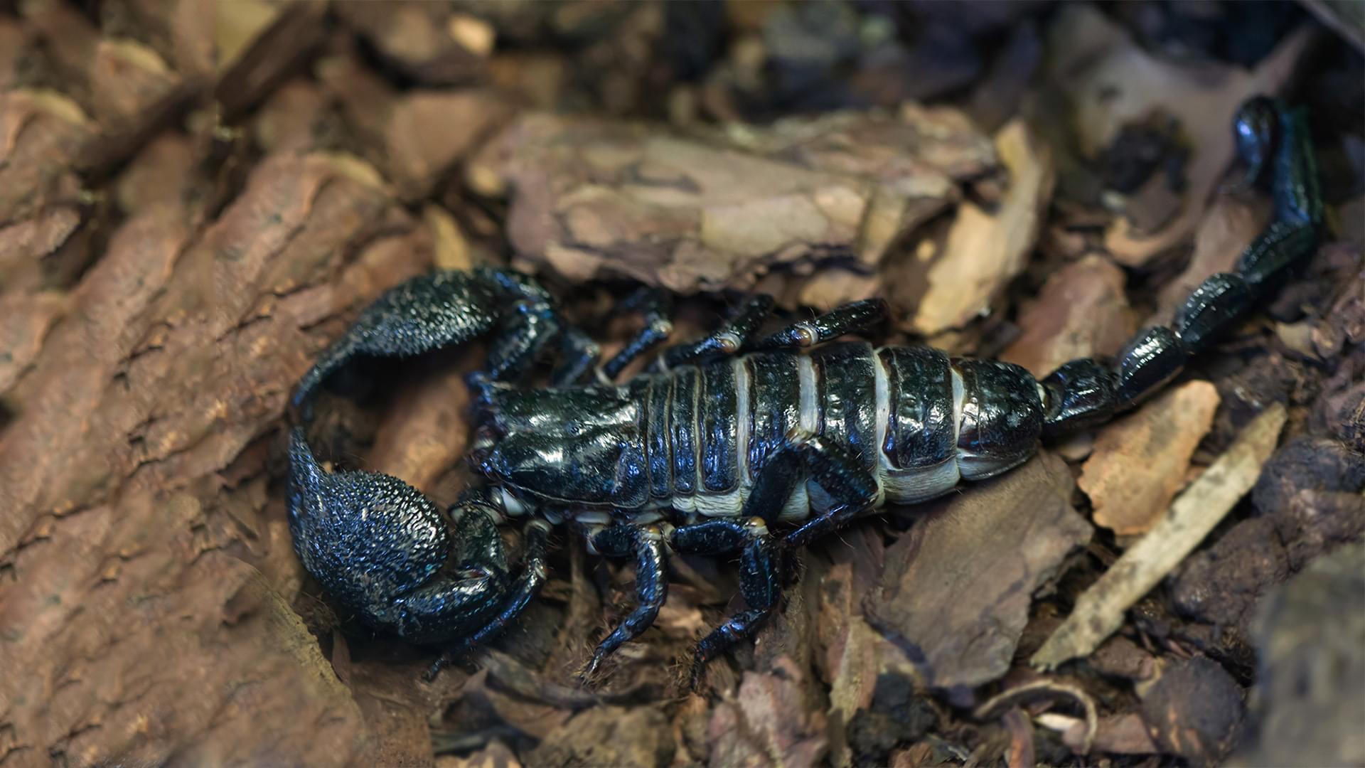 Emperor Scorpion