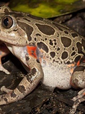 Kassina Senegalensis