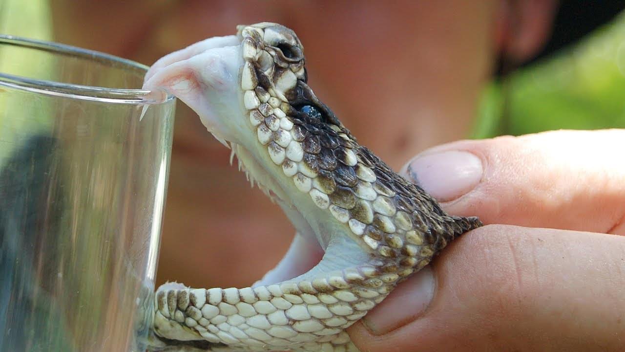 Buy King Cobra Snake Venom Online
