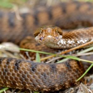 Vipera Aspis
