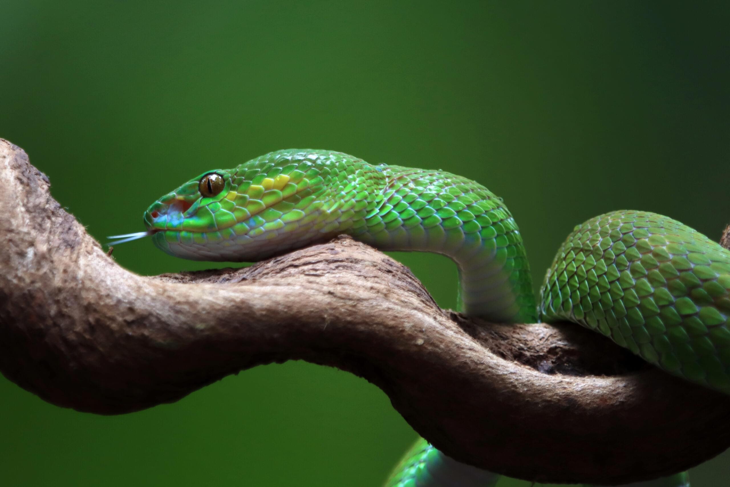 green albolaris snake side view animal closeup green viper snake closeup head scaled