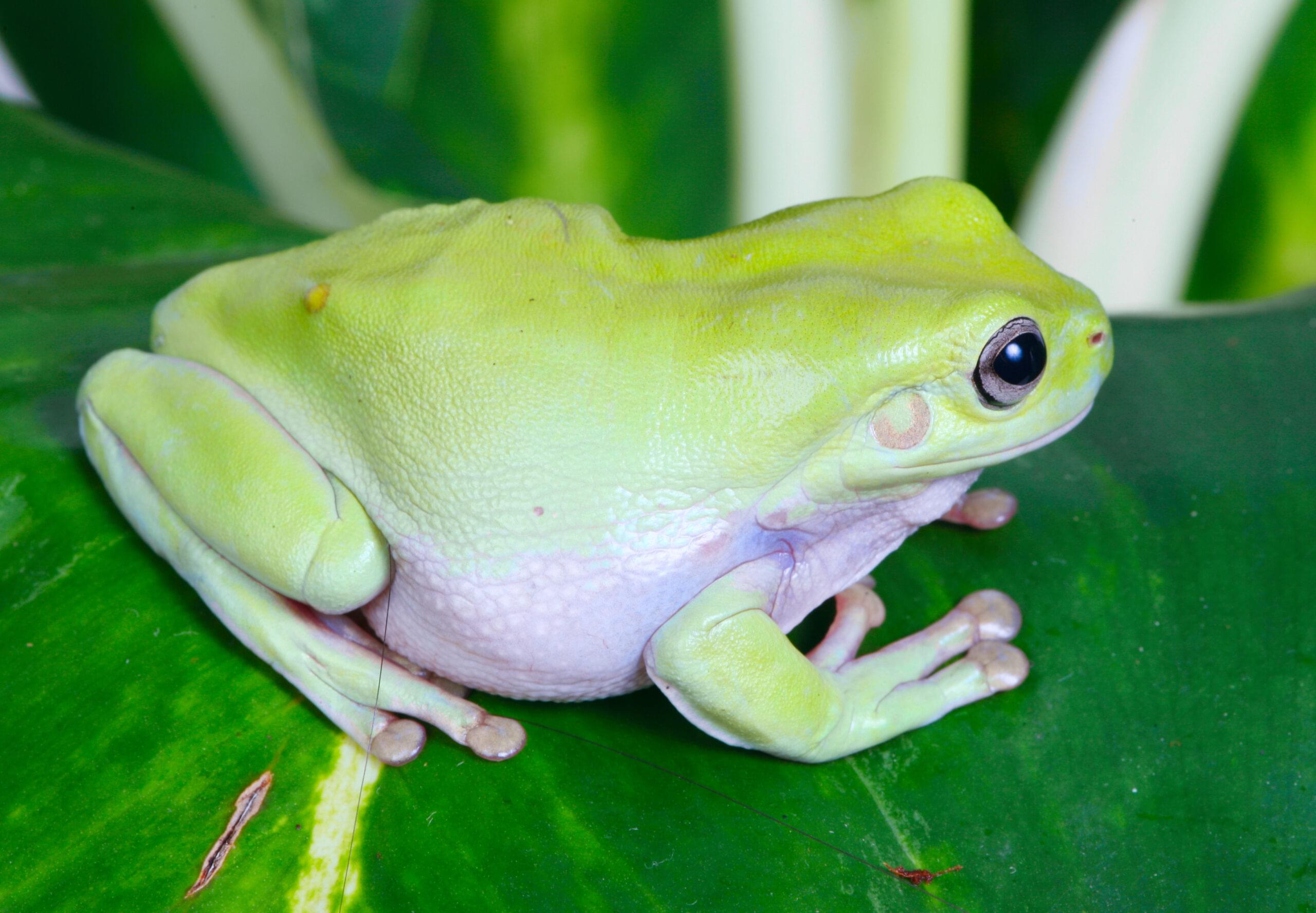 Buy Colorado River Toad Venom For sale online