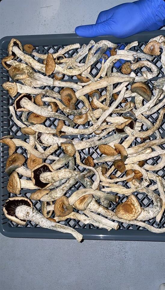 buy Magic mushrooms online